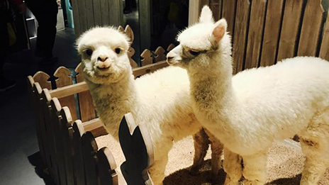 家居賣場開動物樂園，羊駝、土撥鼠等600只動物齊聚